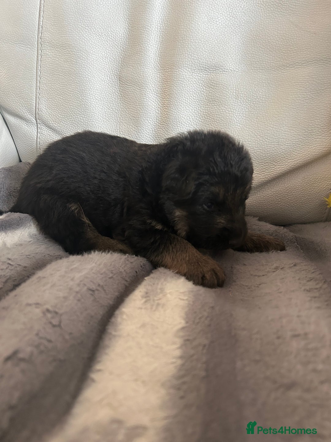 German Shepherd dogs for sale: £1000 - Image 6