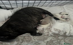 Mixed Breed dogs for sale: Adorable bitch 6 months old Pomsky  - Image 9