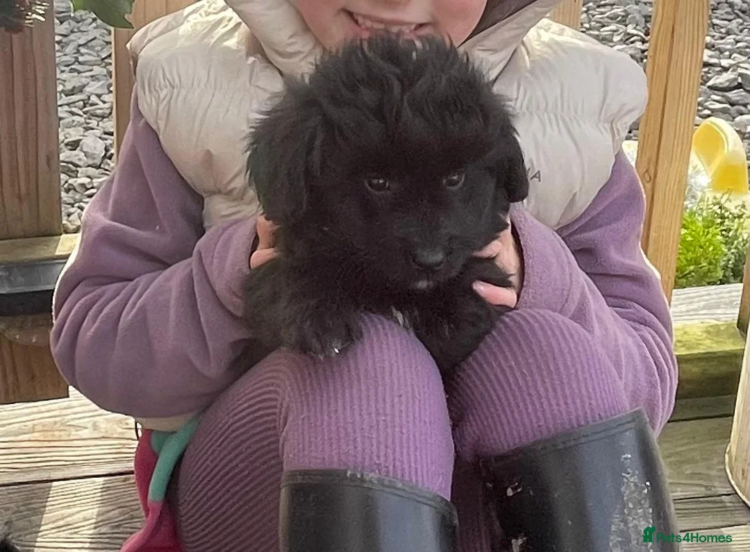 Mixed Breed dogs for sale: Corgipoo 🐾🐶 - Advert 5