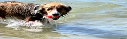 Mixed Breed dogs for sale: Stunning, loving Lassie/Border collie - Advert 10
