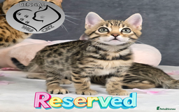 Bengal cats for sale: 1 beautiful boy from tica champion lines - Image 13