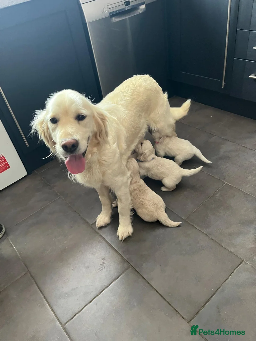 Golden Retriever dogs for sale: KC Golden Retriever Puppies Health Tested Parents - Advert 16
