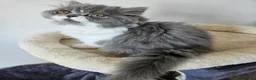 Persian cats for sale: Stuning Persian Girls - Advert 32
