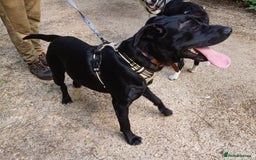 Mixed Breed dogs for adoption: SHEAMUS - a handsome boy for an experienced Owner - Image 10