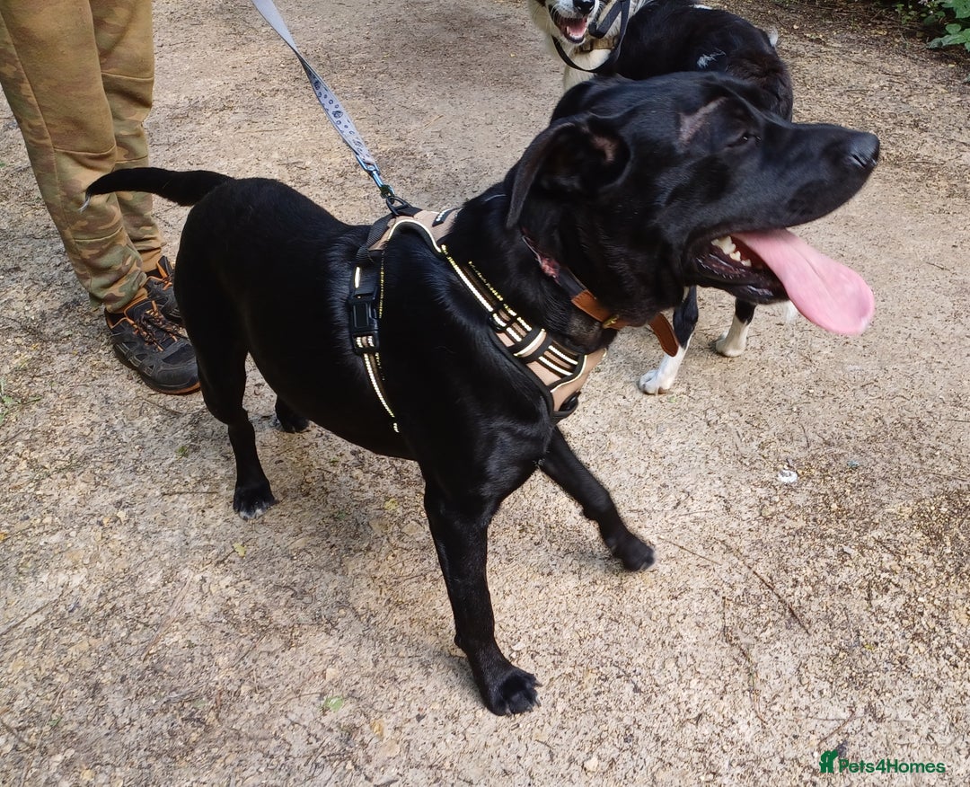 Mixed Breed dogs for adoption: SHEAMUS - a handsome boy for an experienced Owner - Image 10