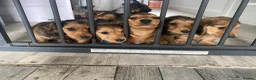 Miniature Dachshund dogs for sale: 6 miniature longhaired dachshund -  - Advert 3