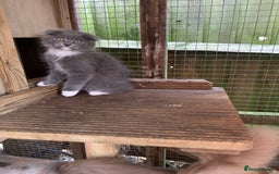 Scottish Fold cats for sale: Scottish fold  - Image 3