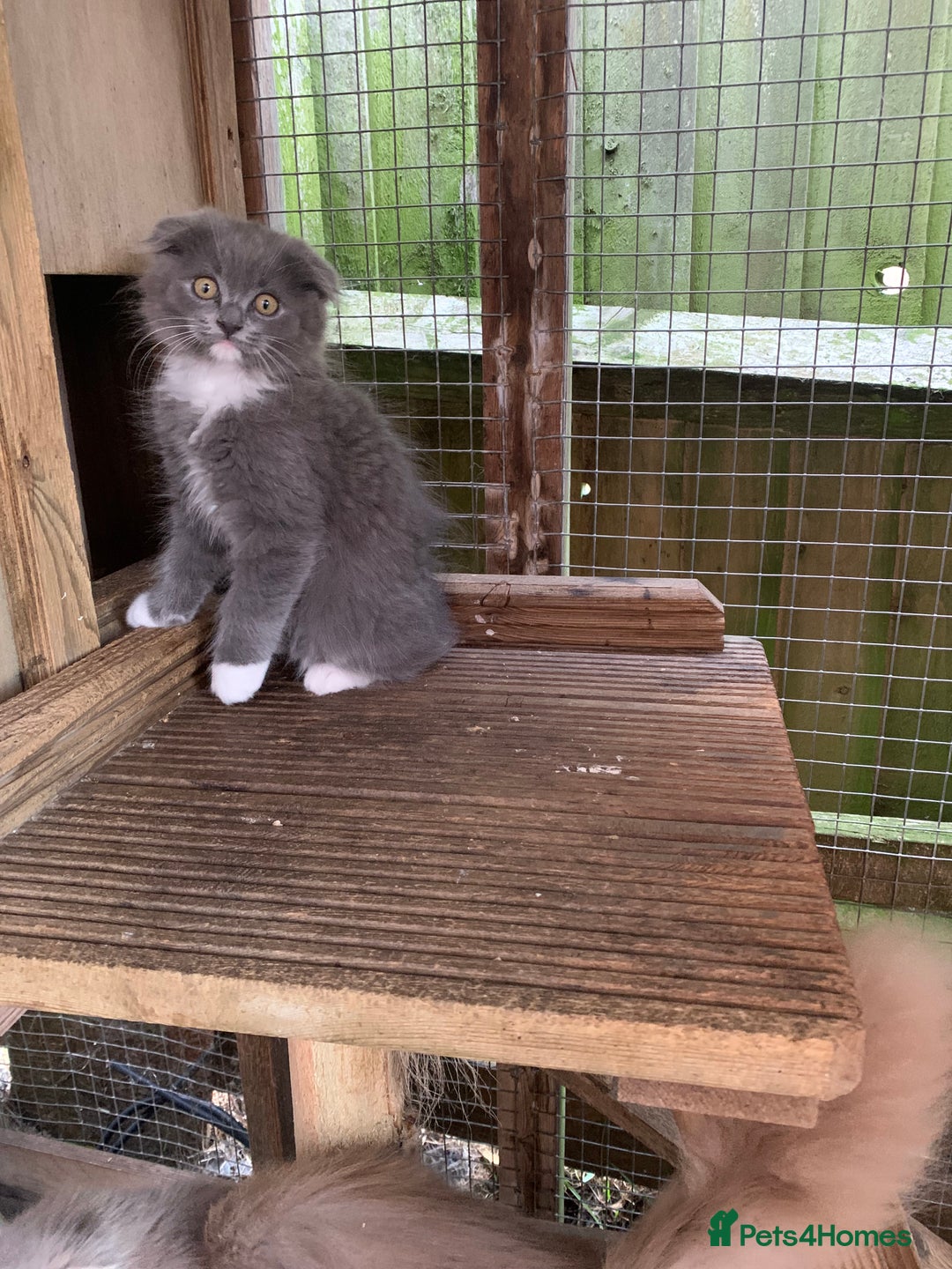 Scottish Fold cats for sale: Scottish fold  - Image 3