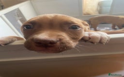 Mixed Breed dogs for sale: Puppies  - Image 2