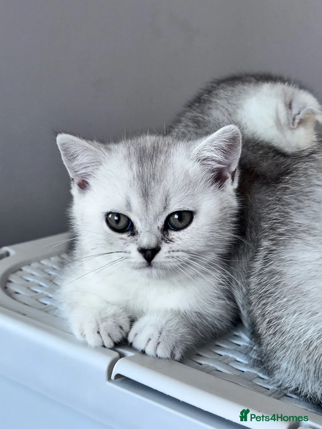 British Shorthair cats for sale: Kittens for sale  - Advert 2