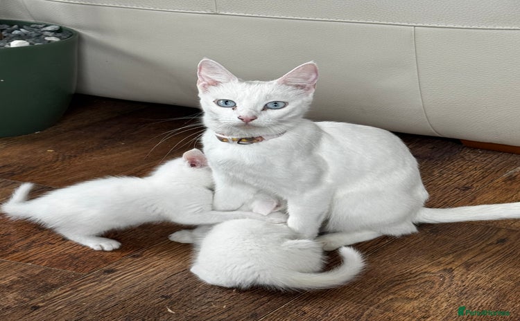 Savannah cats - Advert 1