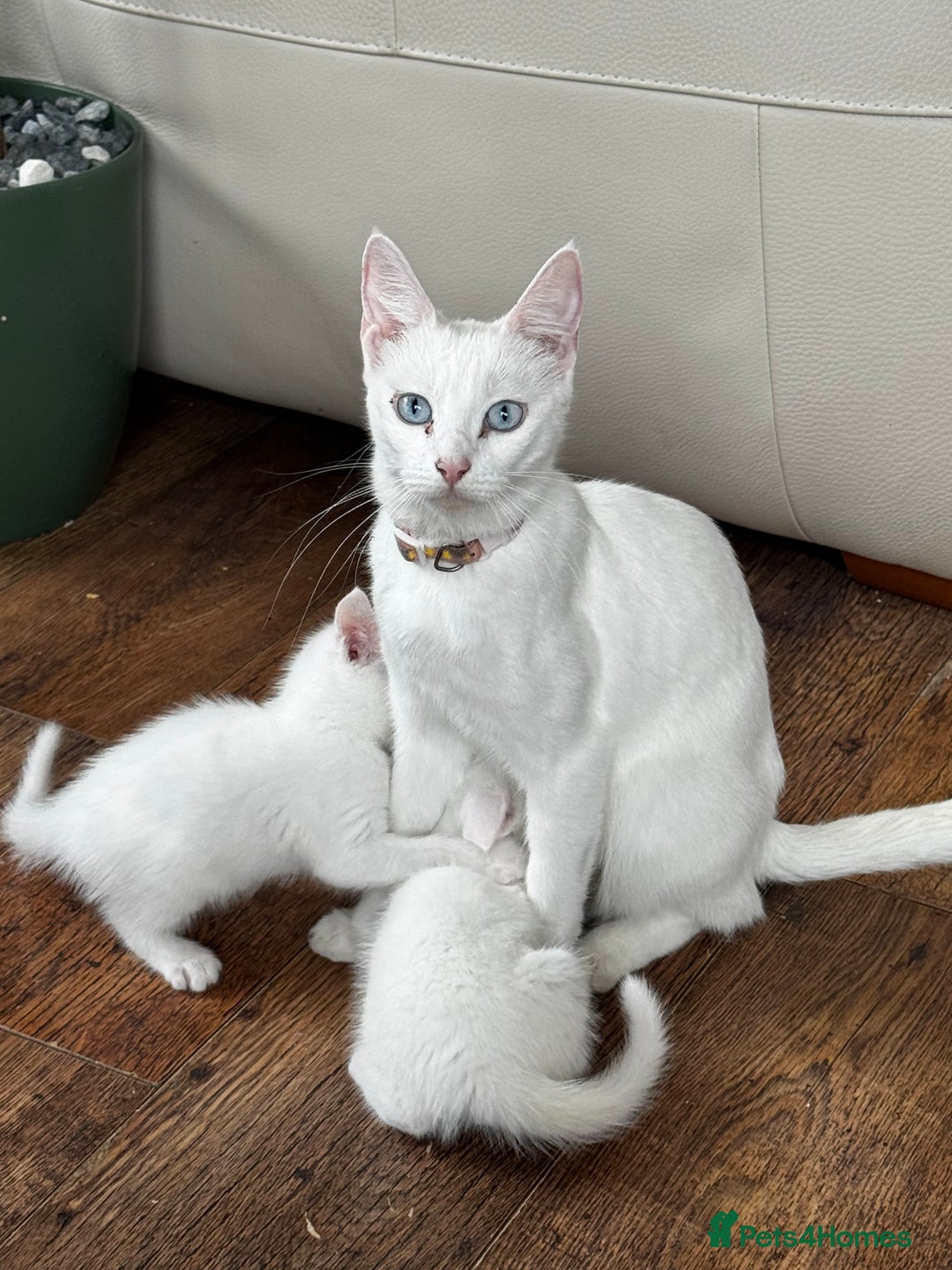 Savannah cats for sale: Adorable playful kittens for sale - Image 1