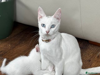 Savannah cats - Advert 17