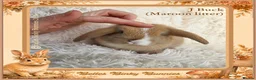 Mini Lop rabbits for sale: 🌻 Baby Mini Lops 🌻 Reserve Now 🌻 Ready 4th Oct - Advert 22