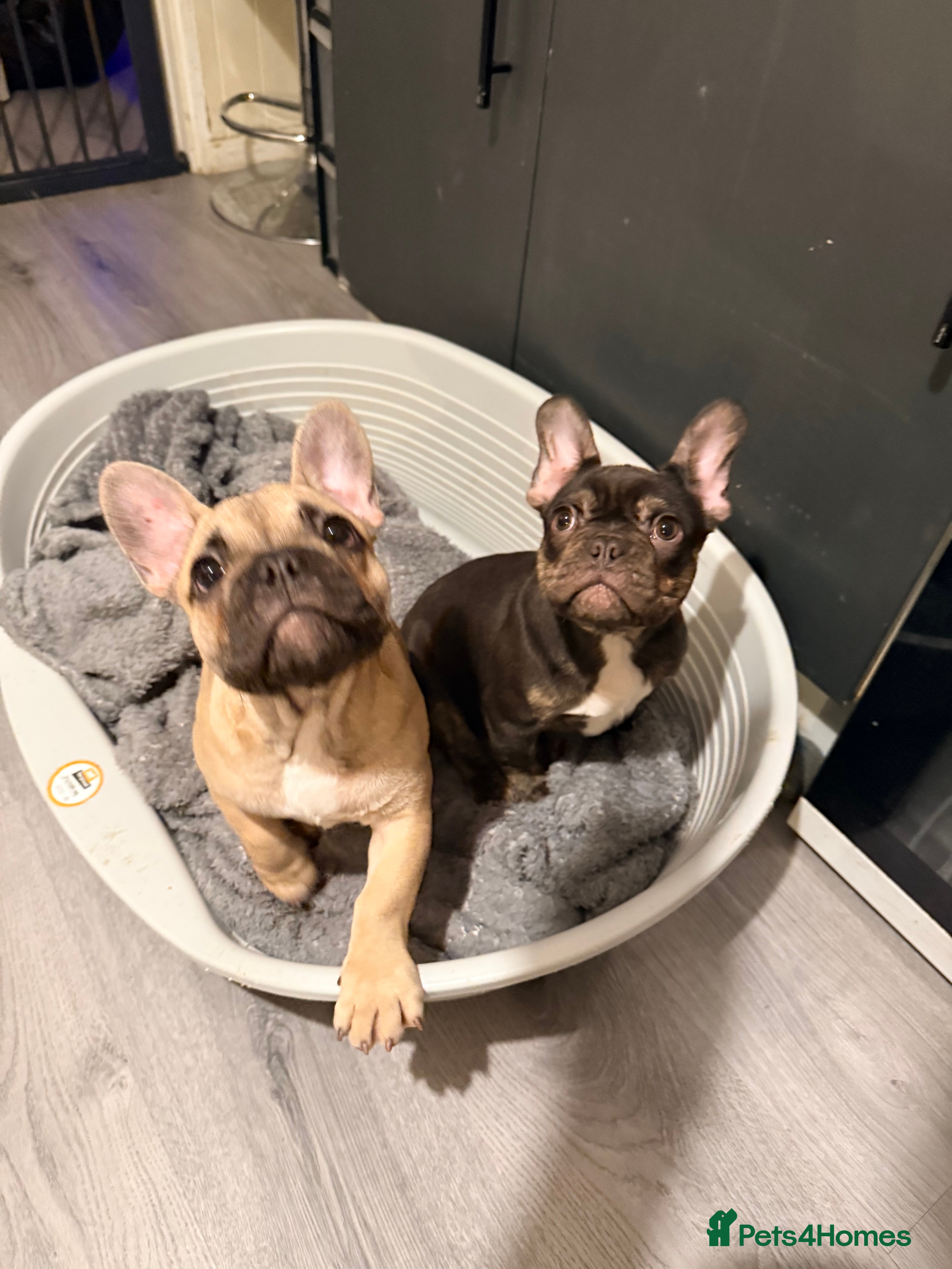 French Bulldog dogs French bulldog male pups  - Advert 12