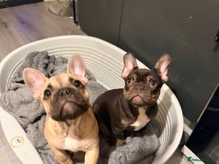 French Bulldog dogs French bulldog male pups - Advert 12