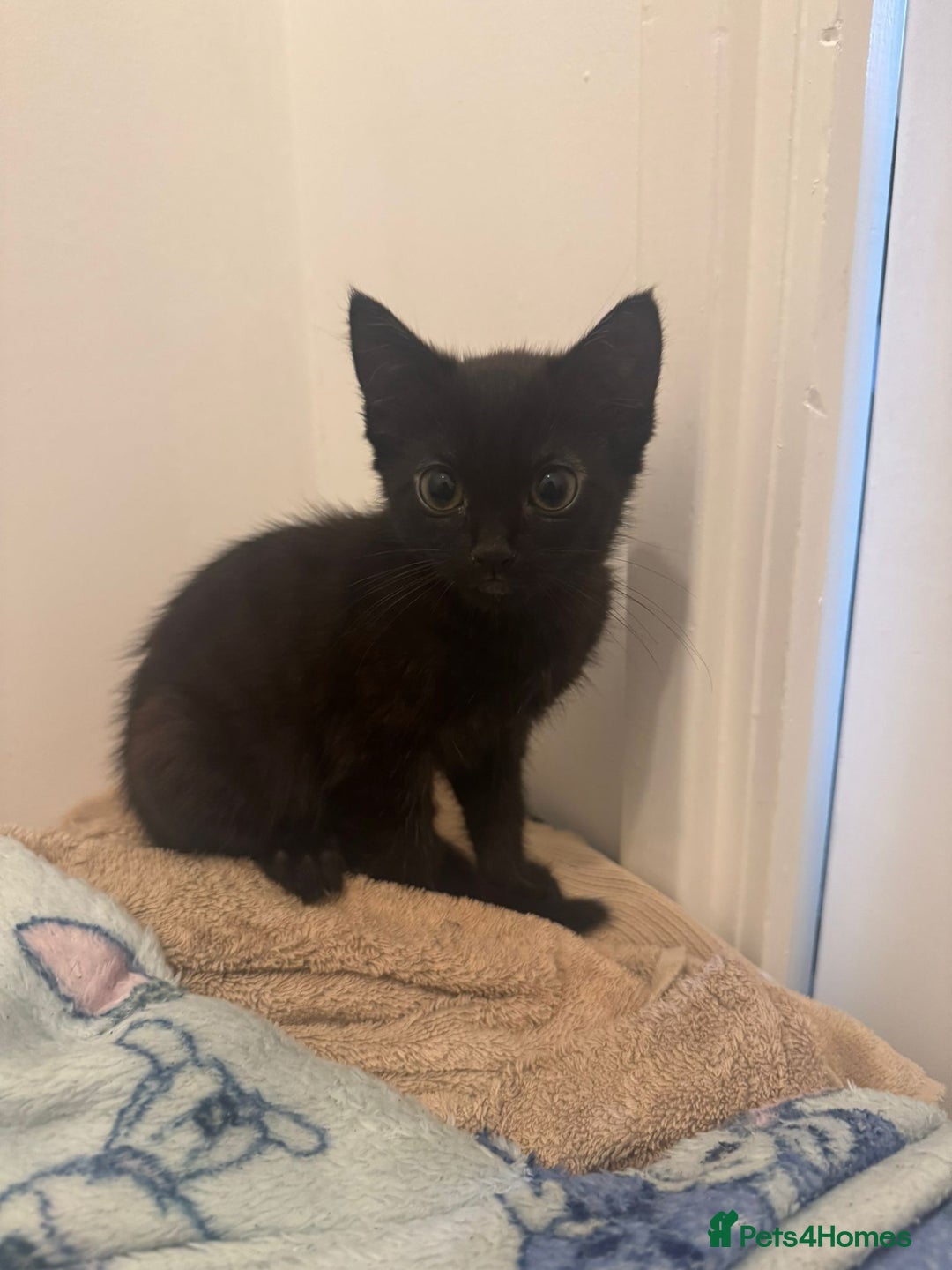 British Shorthair cats for sale: 2 black female kittens  - Image 2