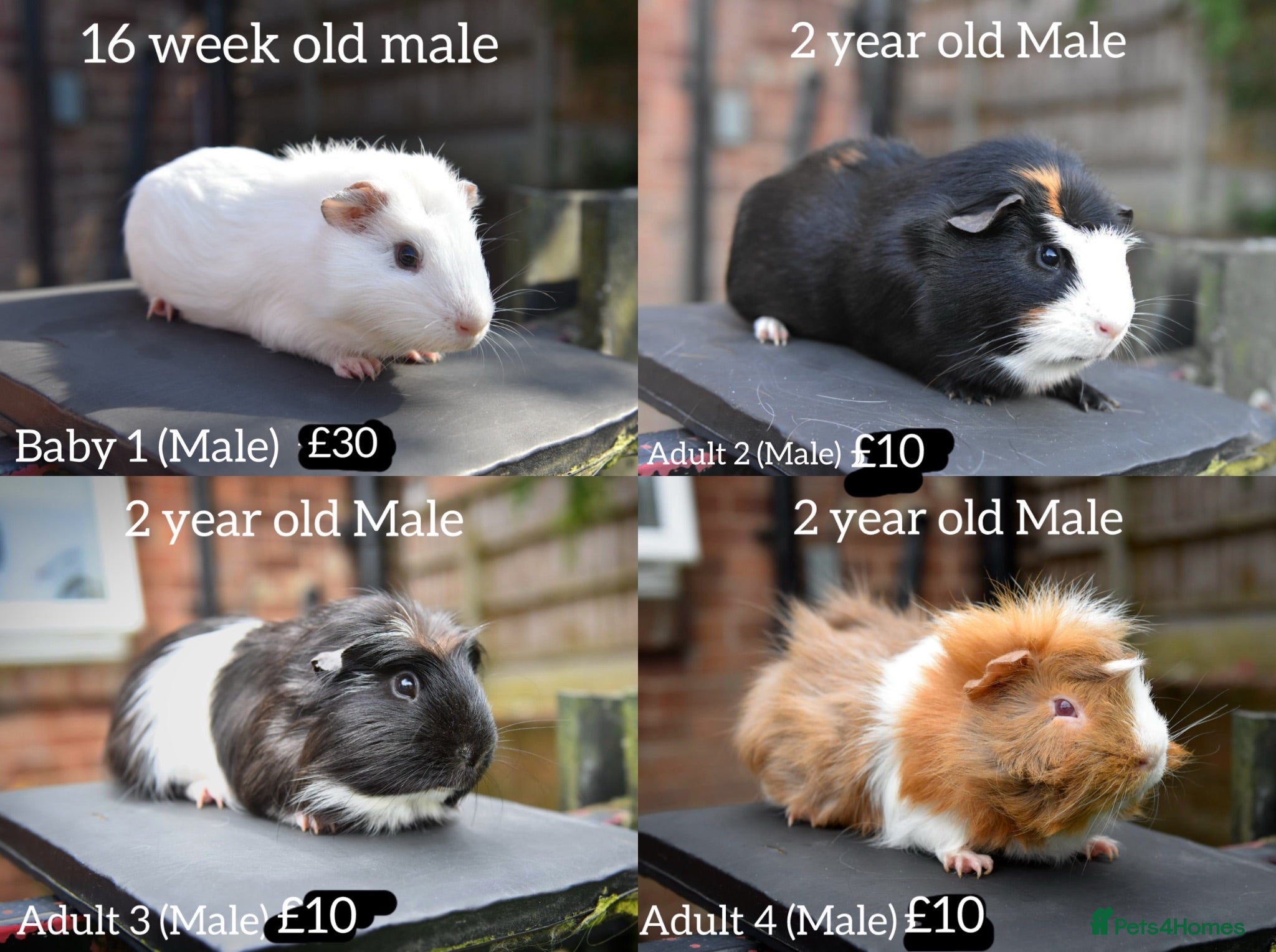 Lionhead rabbits Guinea Pigs Looking For New Homes - Advert 1
