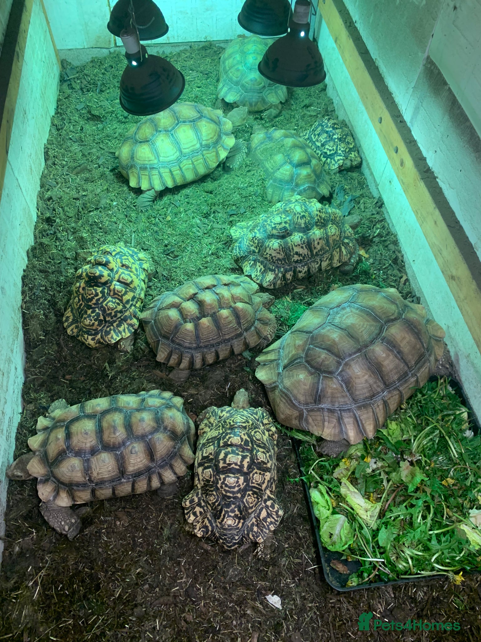 Tortoise reptiles Home For Unwanted Tortoises - Advert 2