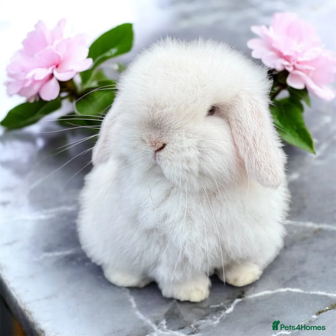 Mini Lop rabbits for sale: Doe and buck mini lops  - Advert 4