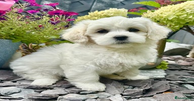 Mixed Breed dogs - Advert 6