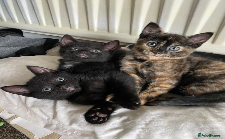 Mixed Breed cats - Advert 9