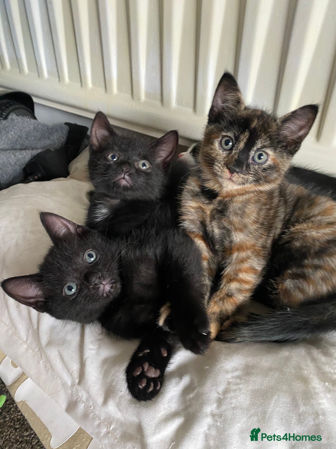 Mixed Breed cats for sale: 3 beautiful kittens for sale ready Friday 24/10 - Image 1