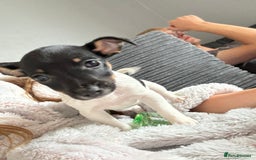 Jack Russell dogs for sale: female jack russell pup - Image 5