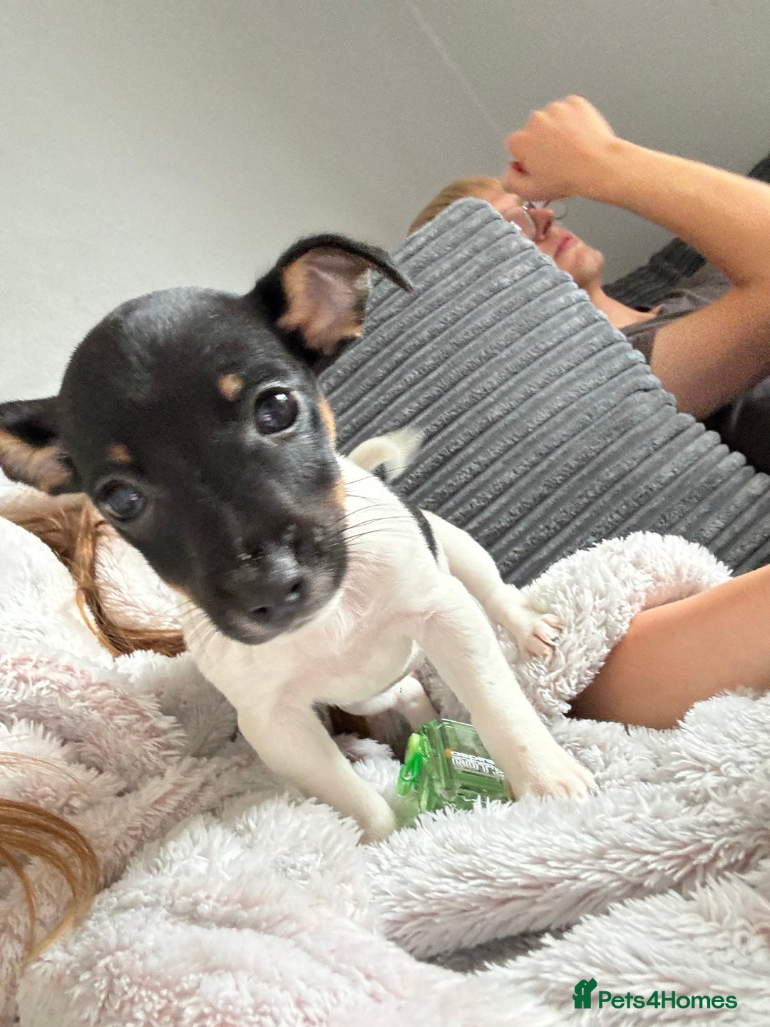 Jack Russell dogs for sale: female jack russell pup - Image 5