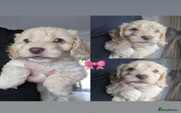 Cockapoo dogs for sale: Beautiful cockapoo’s  - Image 5