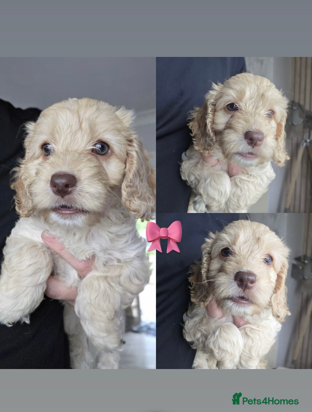 Cockapoo dogs for sale: Beautiful cockapoo’s  - Image 5