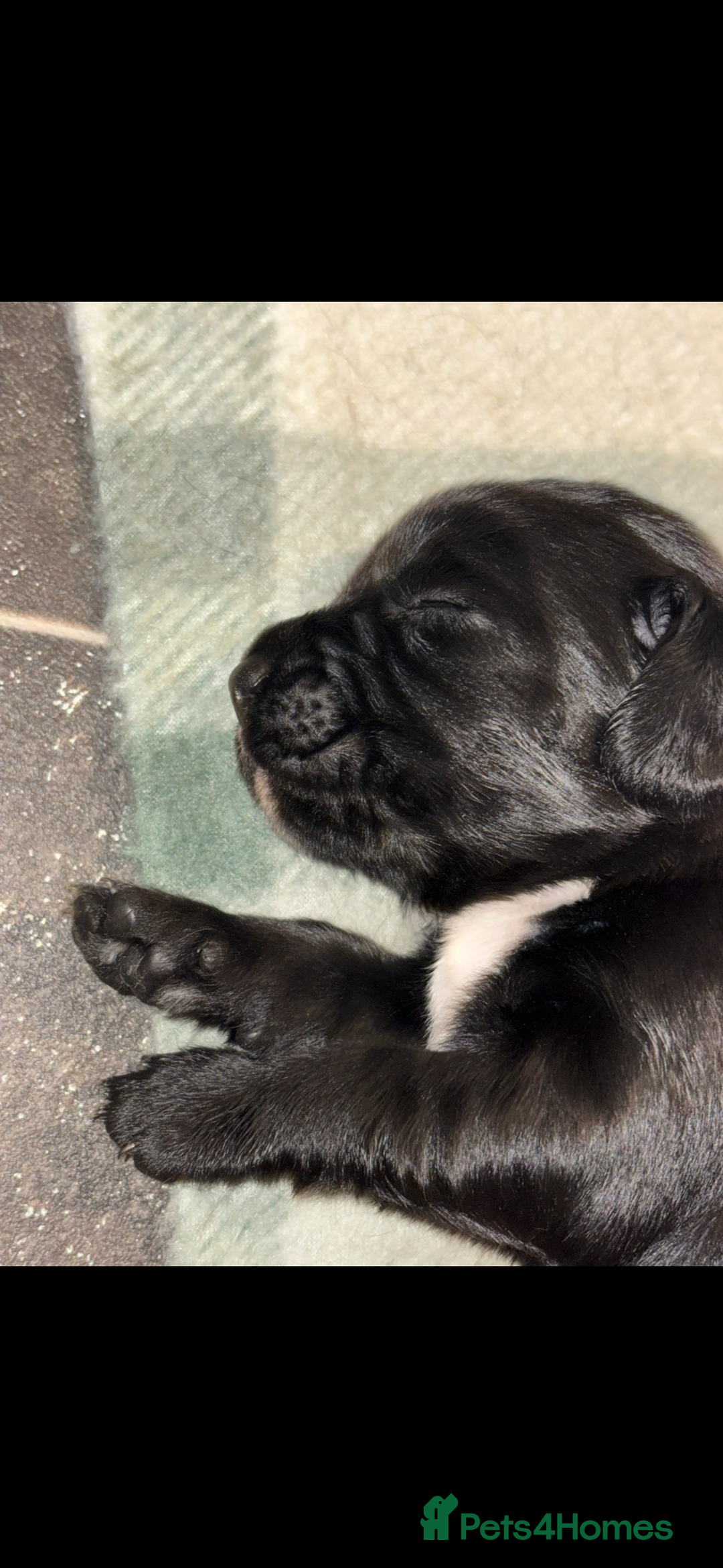 Mixed Breed dogs for sale: 5 BEAUTIFUL SPRINGER/SPROCKER PUPPIES FO SALE  - Advert 10