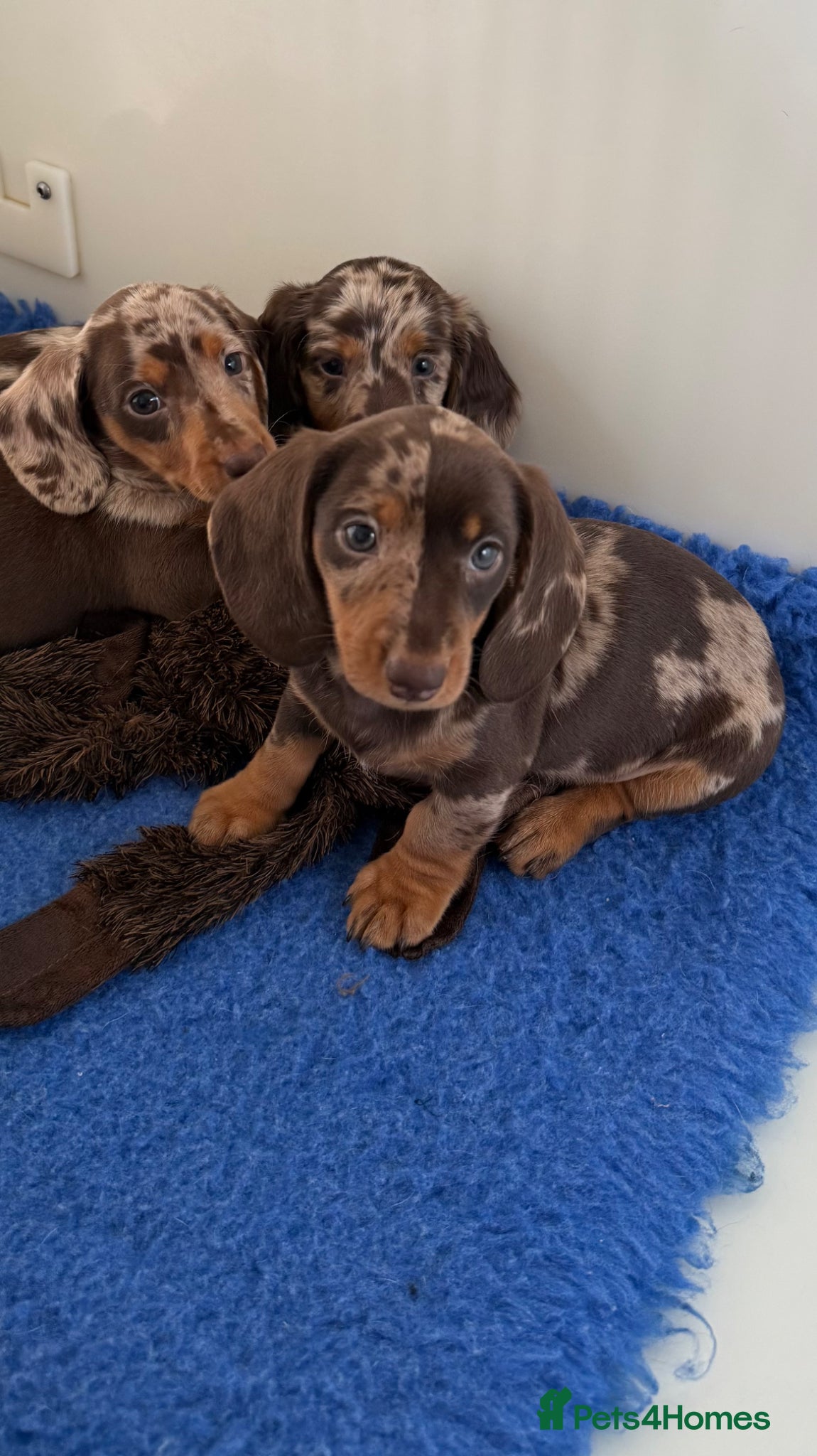 Miniature Dachshund dogs Quality miniature long hair & smooth hair puppy's - Advert 1