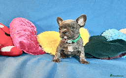 French Bulldog dogs for sale: Adorable Puppies Looking for a New Home! - Image 7