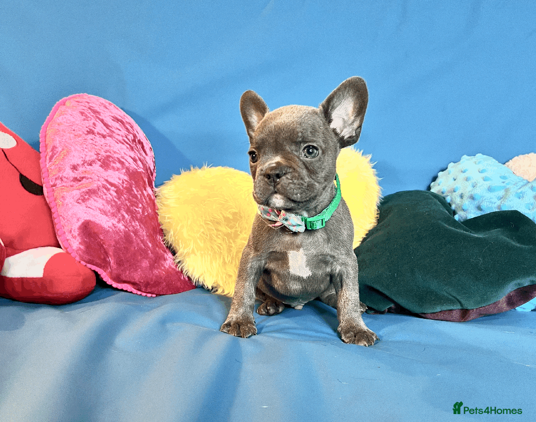 French Bulldog dogs for sale: Adorable Puppies Looking for a New Home! - Image 7