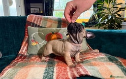 French Bulldog dogs for sale: French bulldog puppies  - Image 7