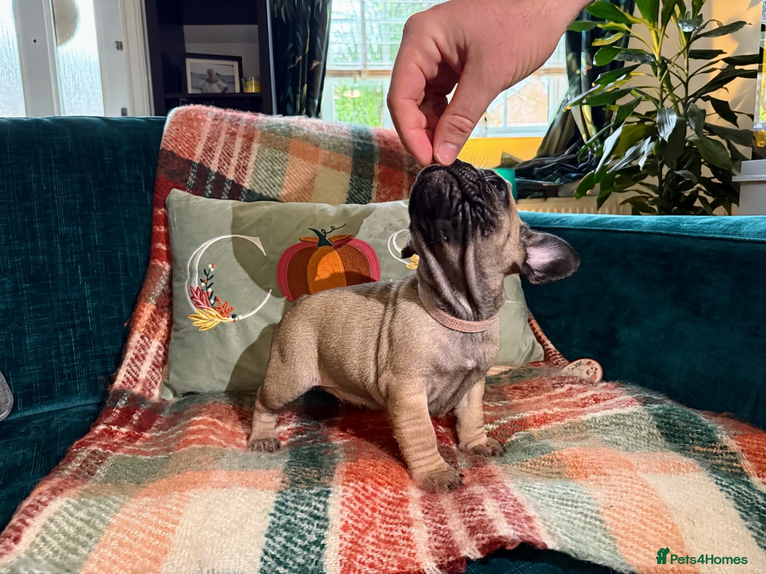 French Bulldog dogs for sale: French bulldog puppies  - Image 7