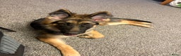German Shepherd dogs for sale: Gorgeous German Shepard puppy - Advert 8