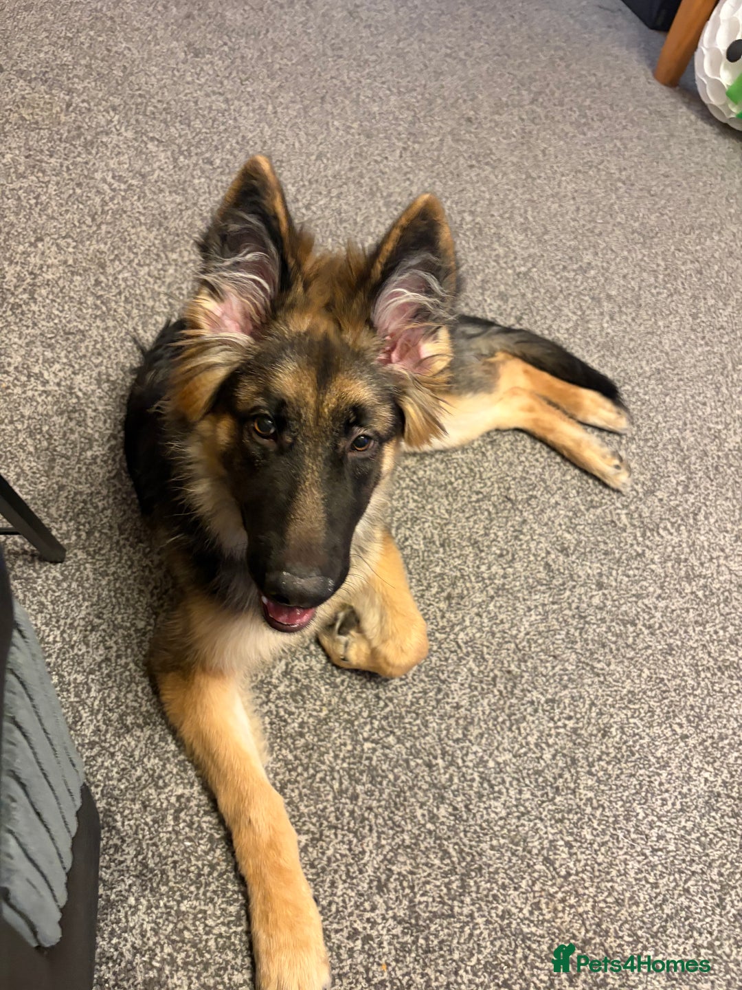 German Shepherd dogs for sale: Gorgeous German Shepard puppy - Advert 8