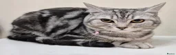 British Shorthair cats for sale: Beautiful Silver Shorthair Female Cat - Advert 3