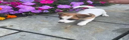 Jack Russell dogs for sale: Jack Russell Puppies  - Advert 2