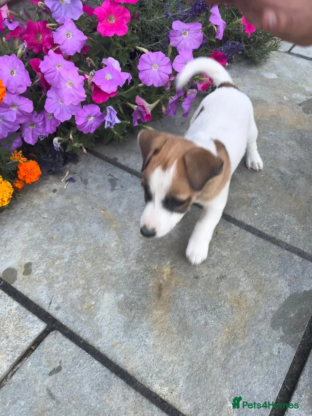 Jack Russell dogs for sale: Jack Russell Puppies  - Advert 2