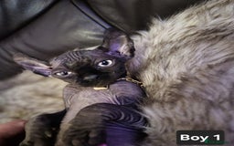 Sphynx cats for sale: 🌟 Sphynx Kittens – 5 Friendly Boys Ready Soon! 🌟 - Image 19