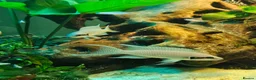 Cichlids fish for sale: Fairy cichlids - Advert 8