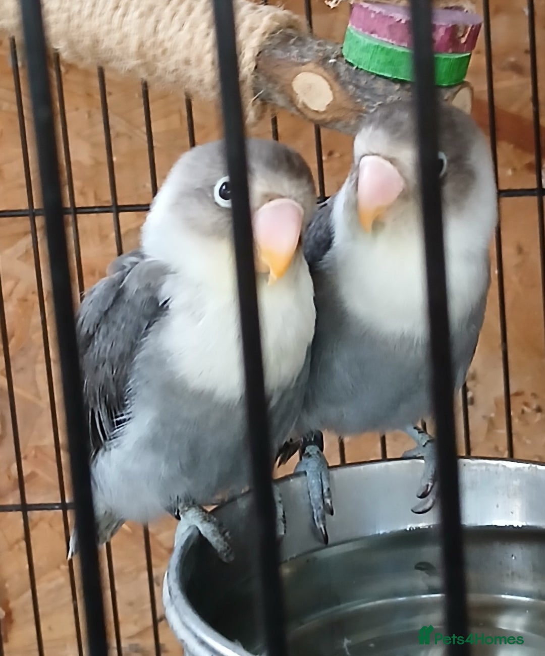 Lovebirds birds for sale: Lovebirds fischers x4 fischers lovebirds  - Image 3