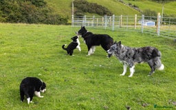 Border Collie dogs for sale: Border Collie Pups N/Wales - Image 4