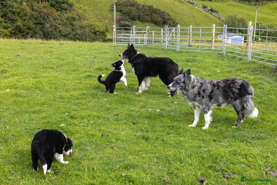Border Collie dogs for sale: Border Collie Pups N/Wales - Image 4