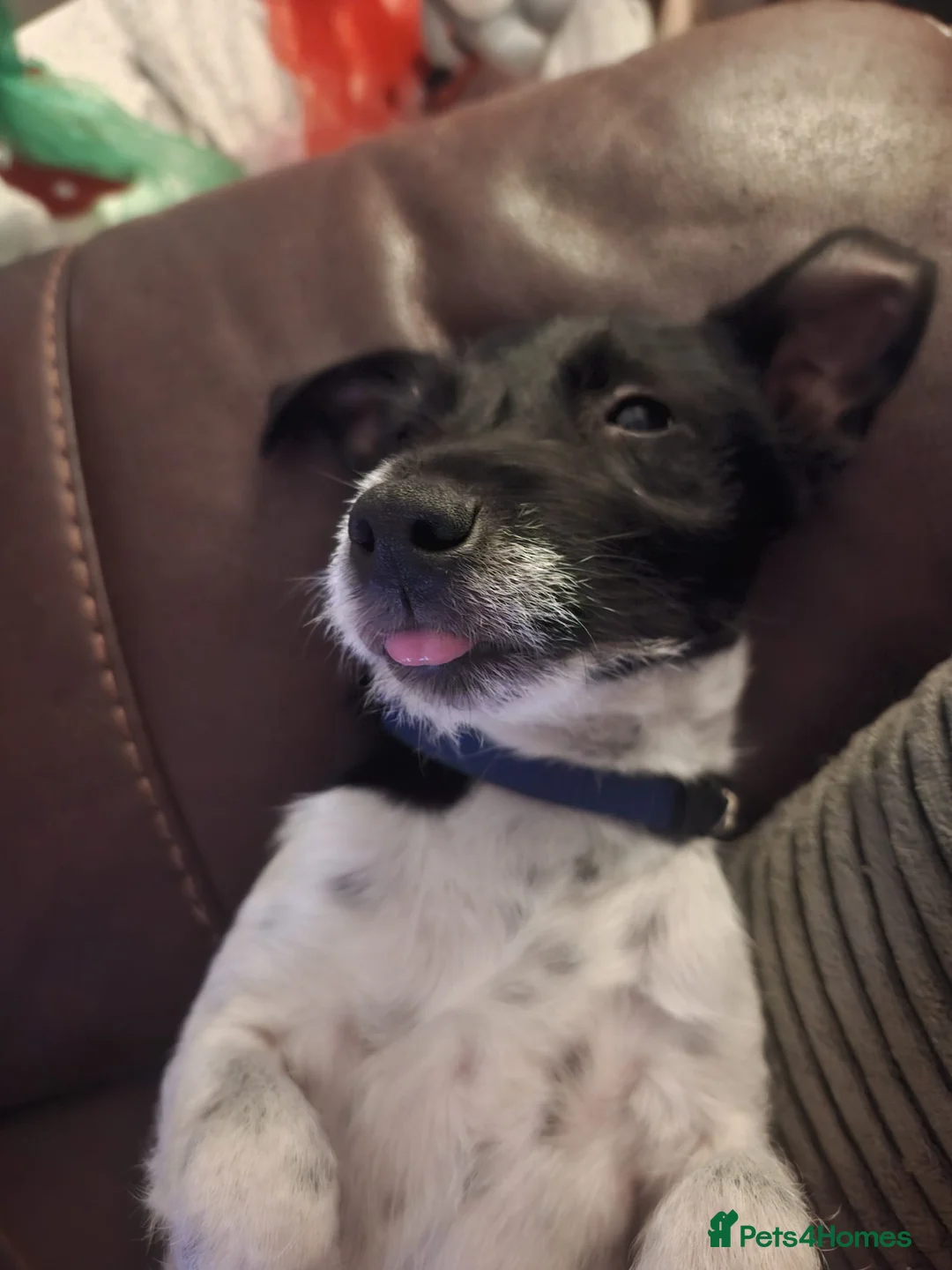 Jack Russell dogs for sale: 10 month Jack Russell  - Advert 5