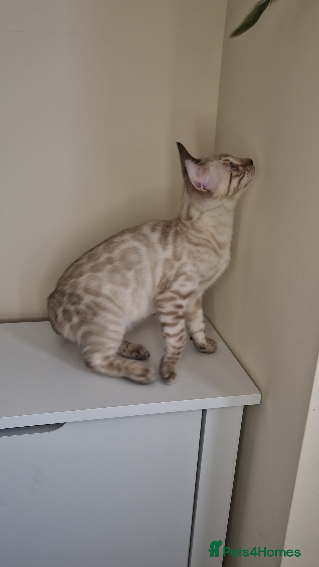 Bengal cats for sale: Snow Silver Glittered Bengal girl. - Advert 10