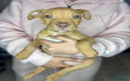 Mixed Breed dogs for sale: Siberian Husky x Pocket Bully's - Advert 4